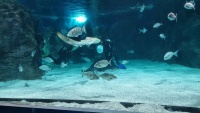 Auch Haie sind im Wasser.